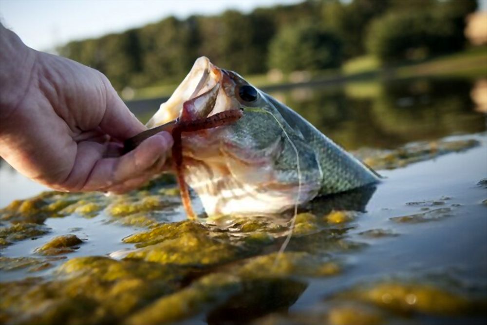 best time of day to fish for bass