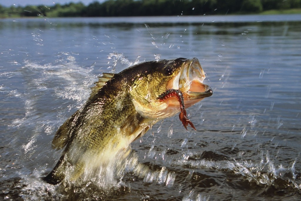 11 Pro Angler Early Spring Bass Fishing Tips to Bag a Massive Catch!