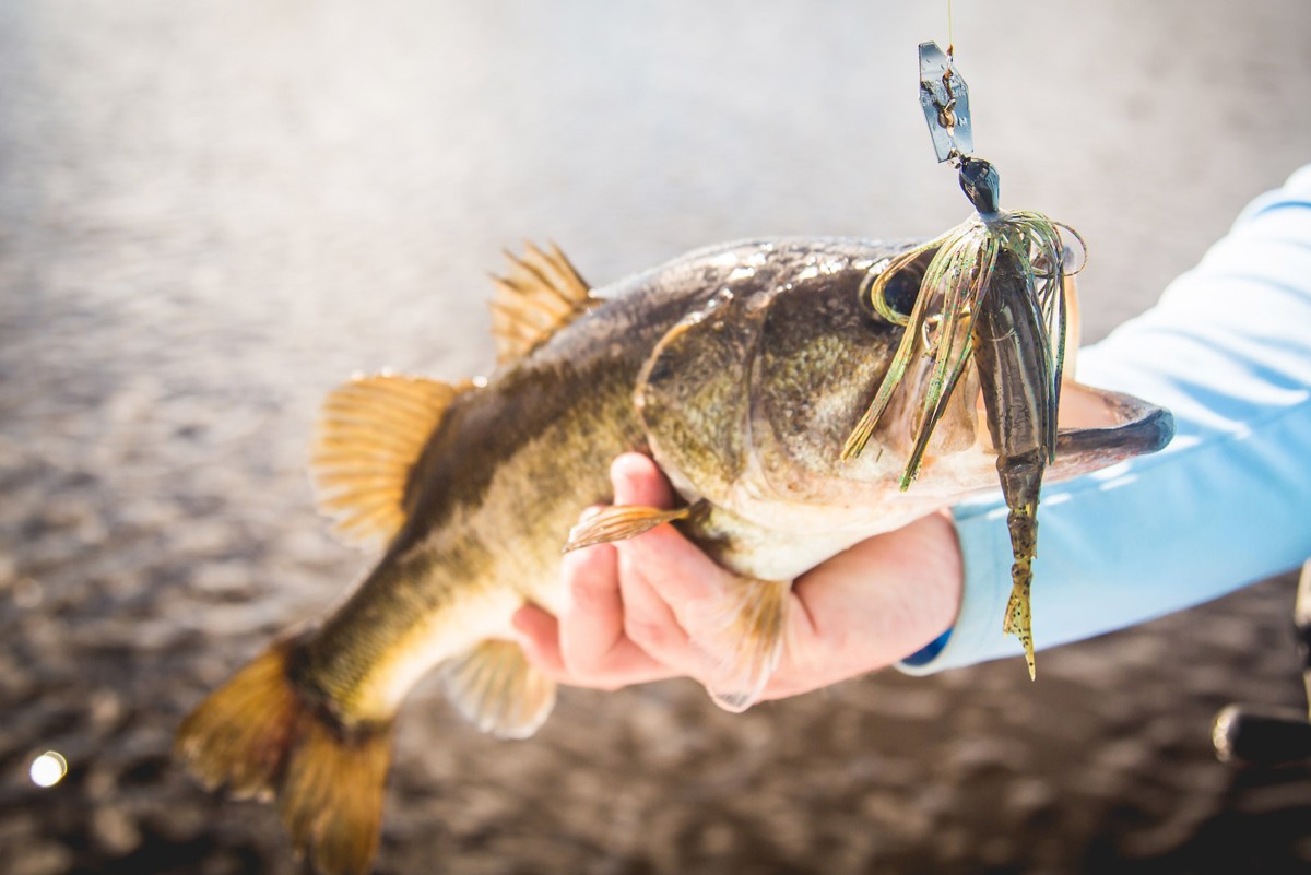 how to tie on a chatterbait