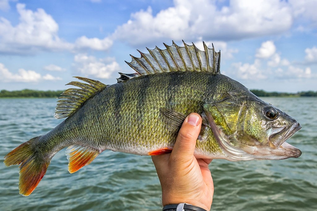 Perch Fishing Tips Expert Techniques and Tools You Need to Know