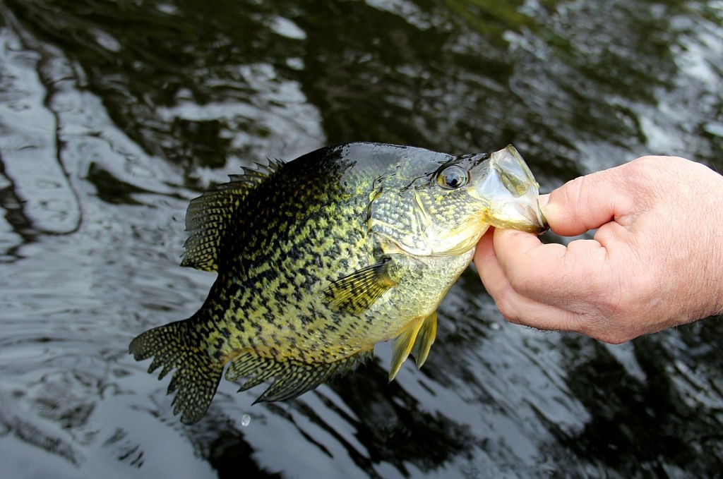 top crappie rods