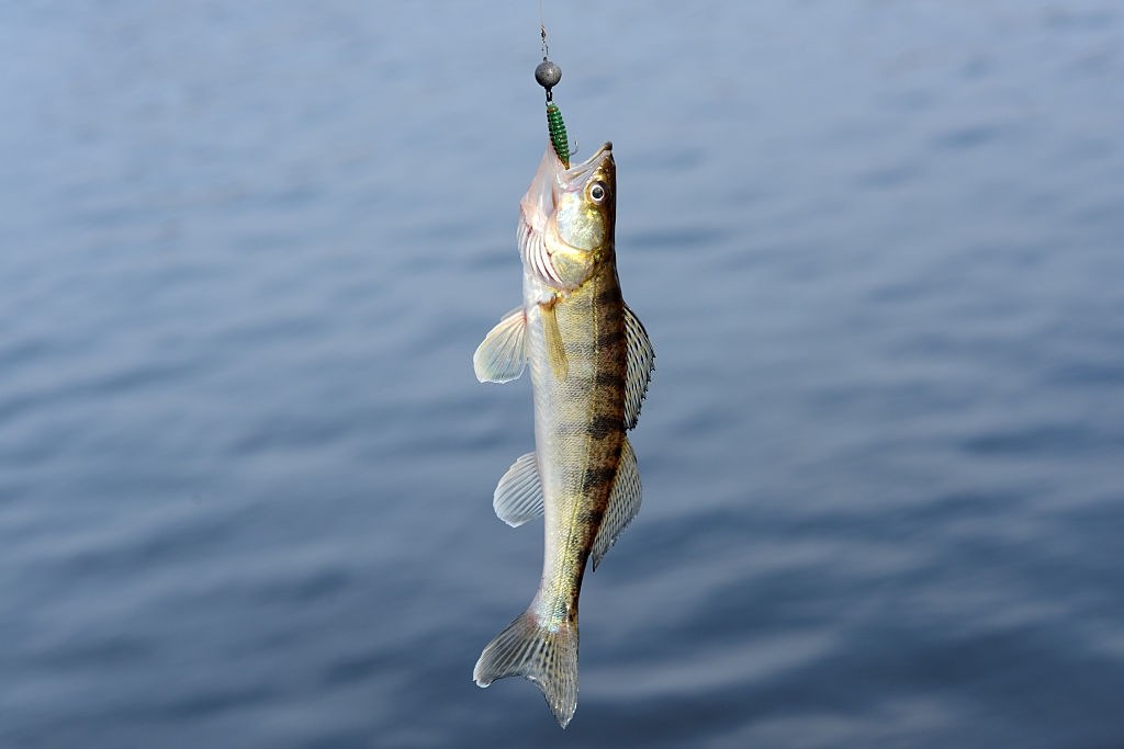 fly fishing for walleye