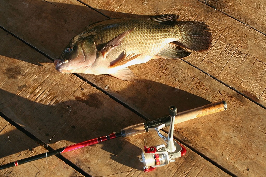 how to catch tilapia in a pond