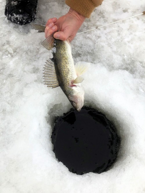 Ice fisherman releasing a Walleye back to the frozen lake