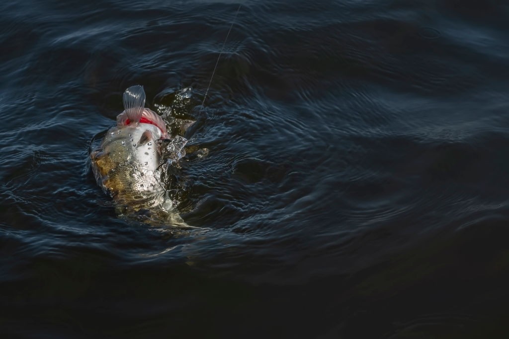  Walleye fish jumping