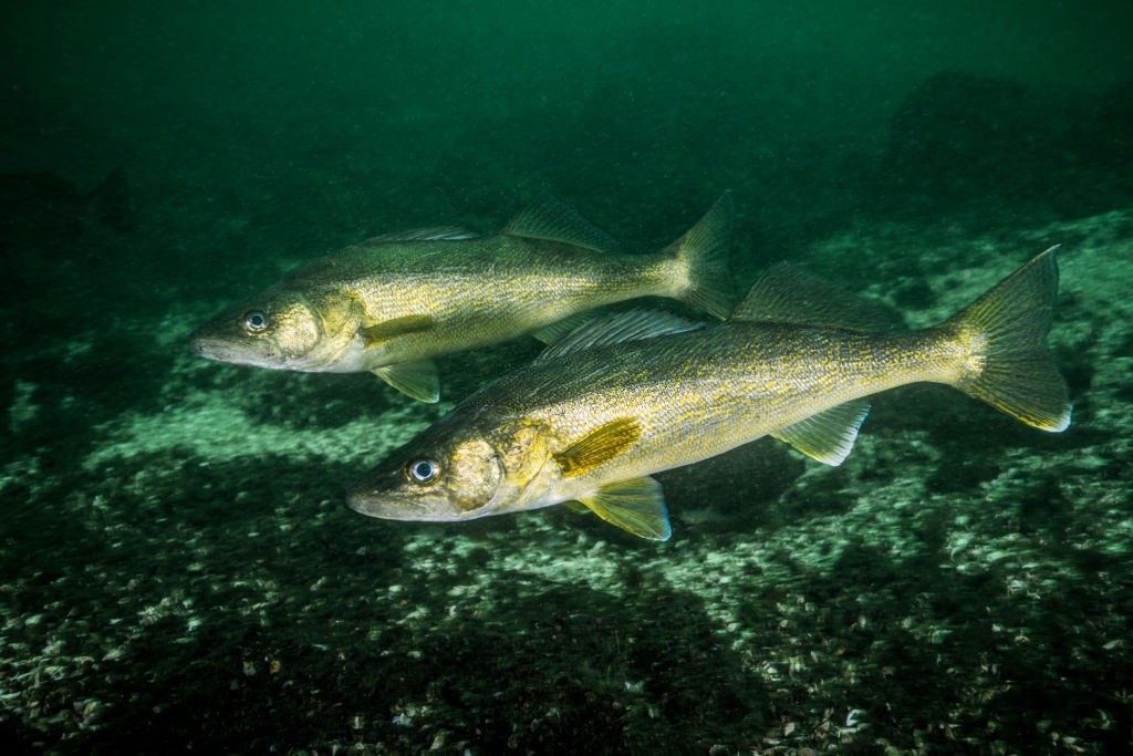 Walleye fish swimming underwater