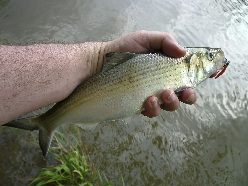 fly fishing for shad