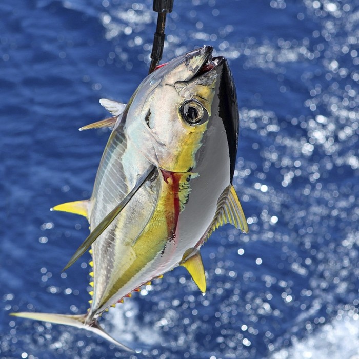 How to Buy the Best Tuna Fishing Reels