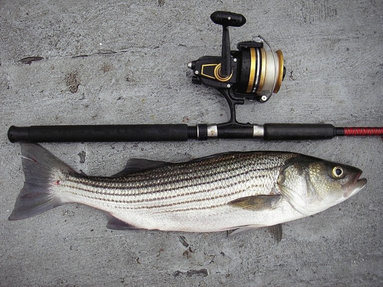 { TOP 10 } Best Striper Fishing Rods Jun 2023 Reviews