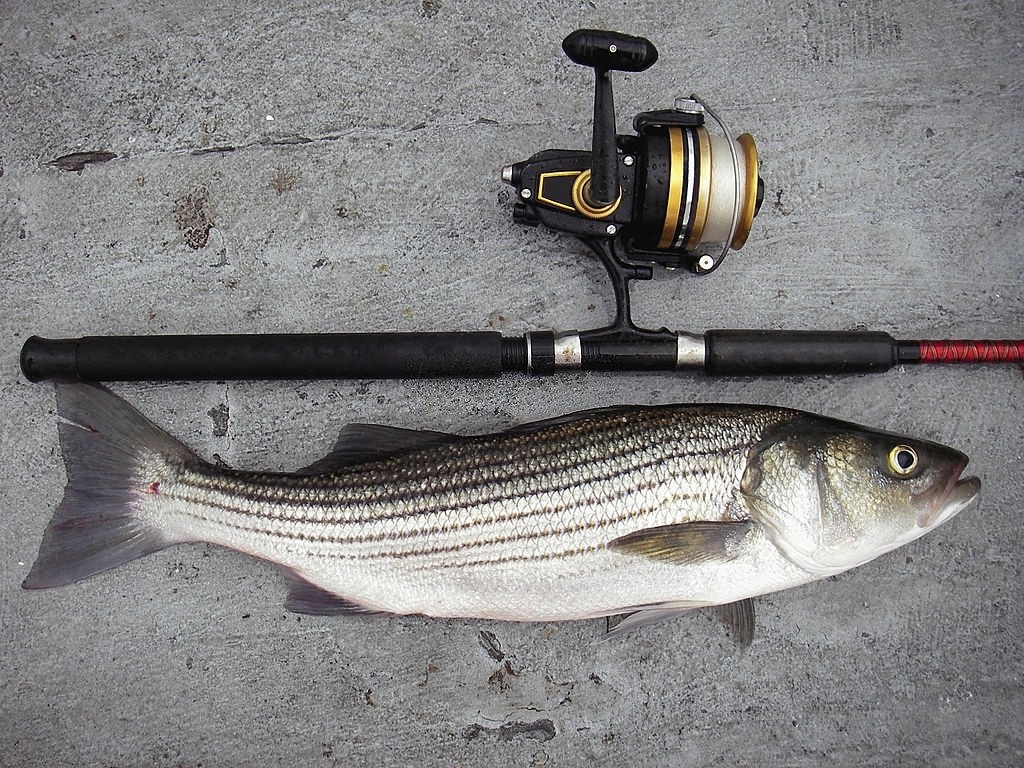 Rod And Reel For Striper Fishing 2024