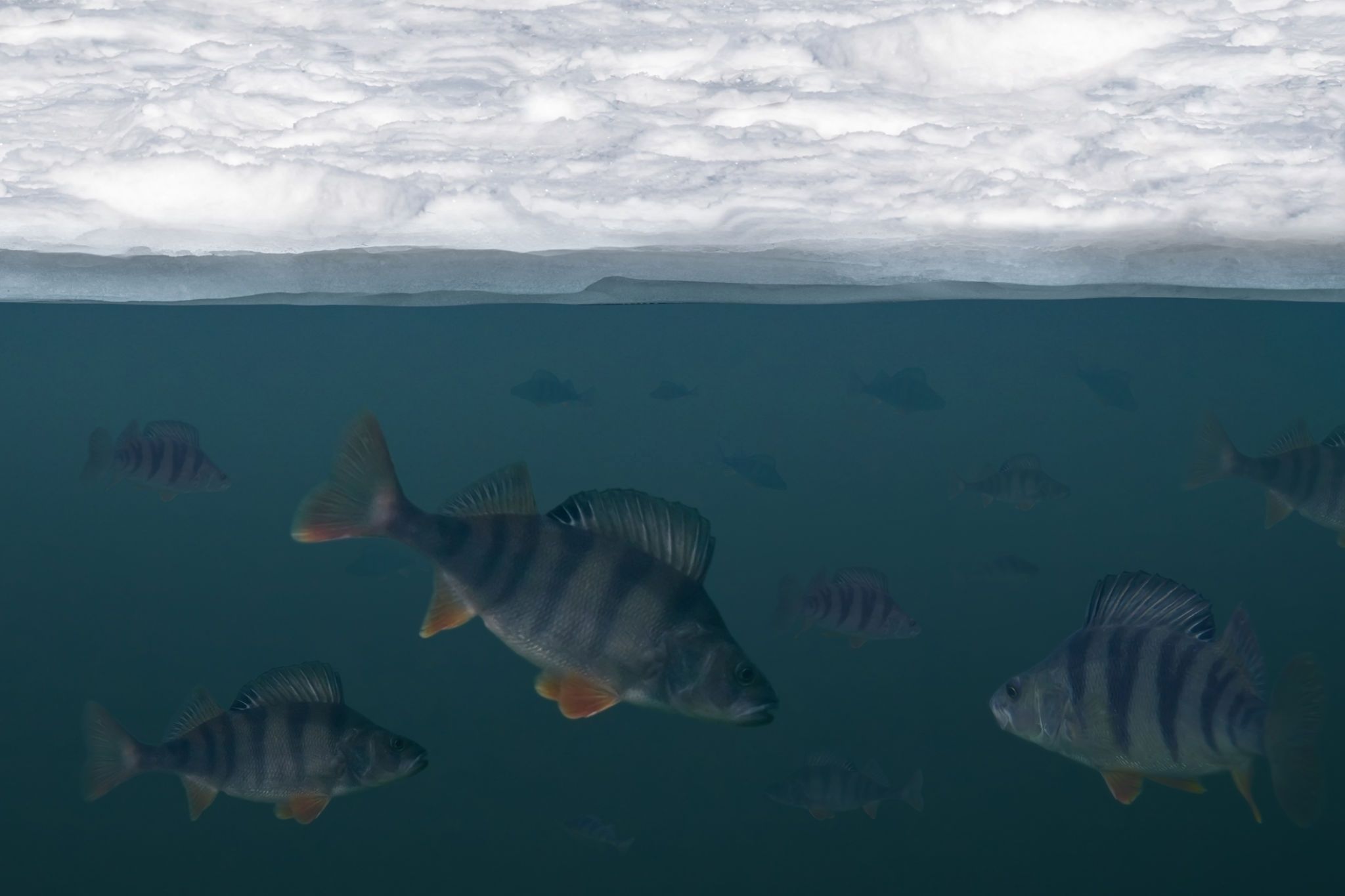 How Do Fish Survive In A Frozen Pond During The Winter? Fascinating Facts You Need to Know!