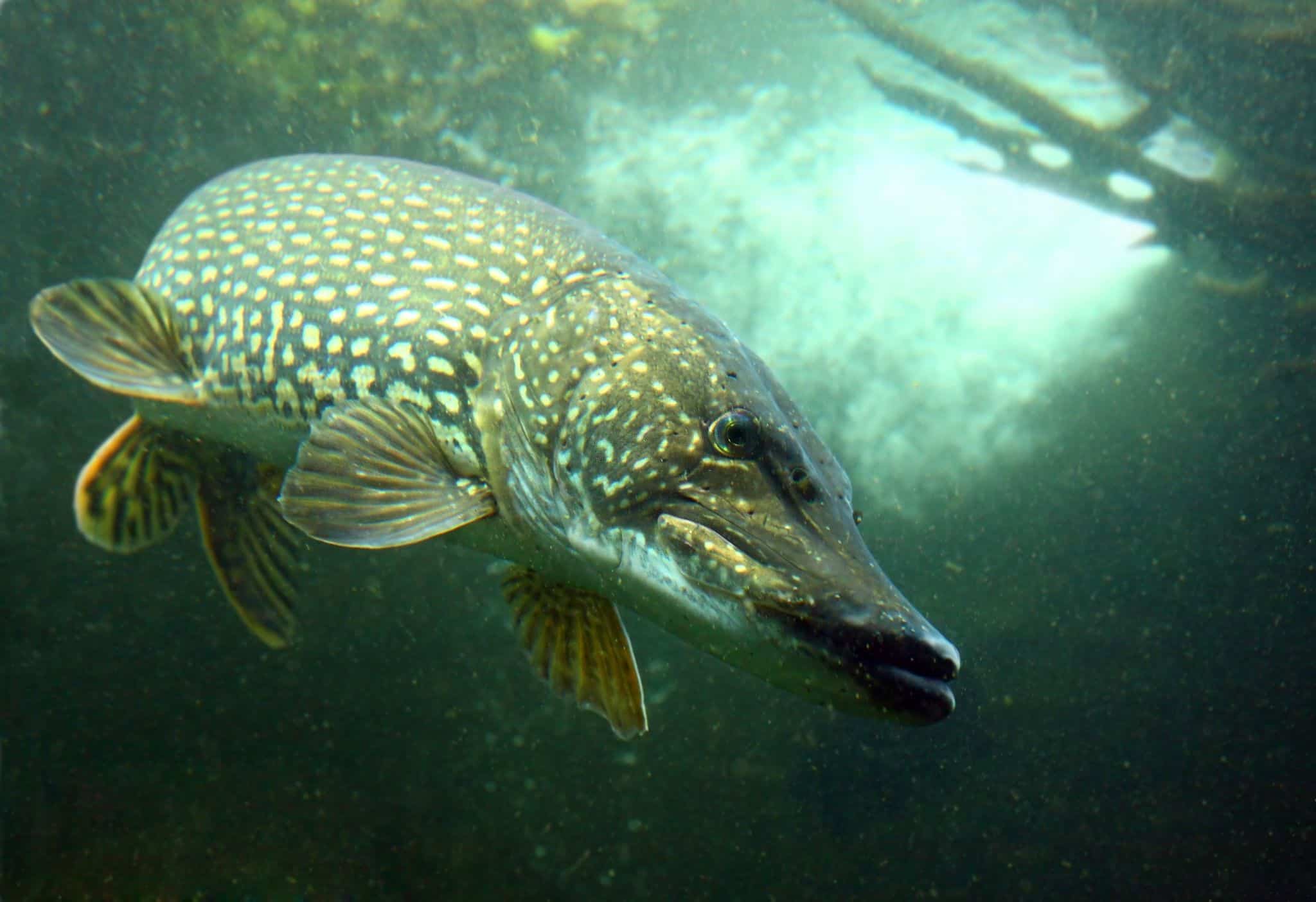 best depth for northern pike ice fishing