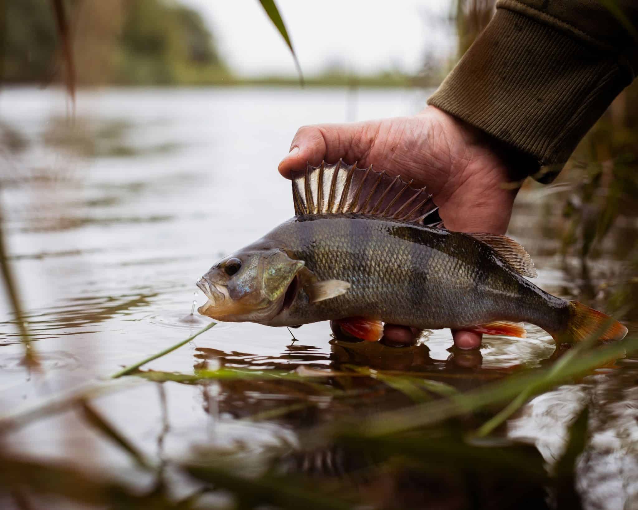 how big do perch have to be to keep