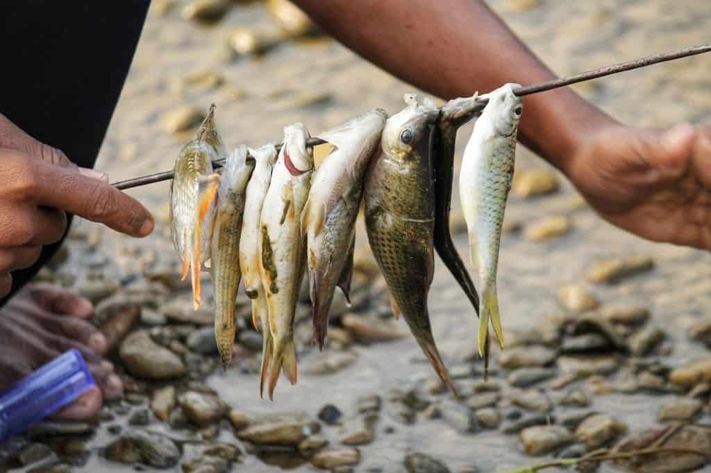 arctic grayling recipe