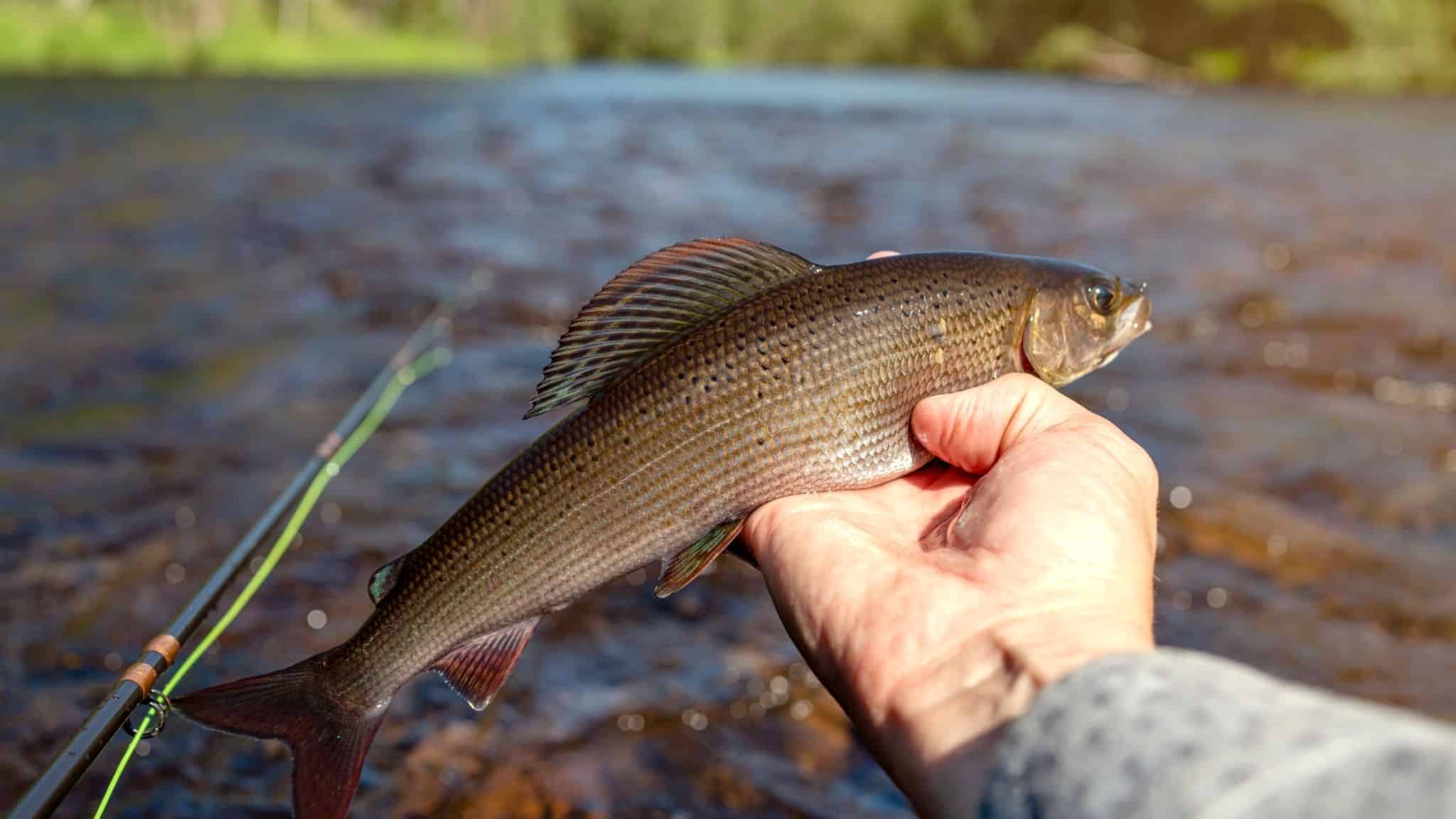 are arctic grayling good to eat