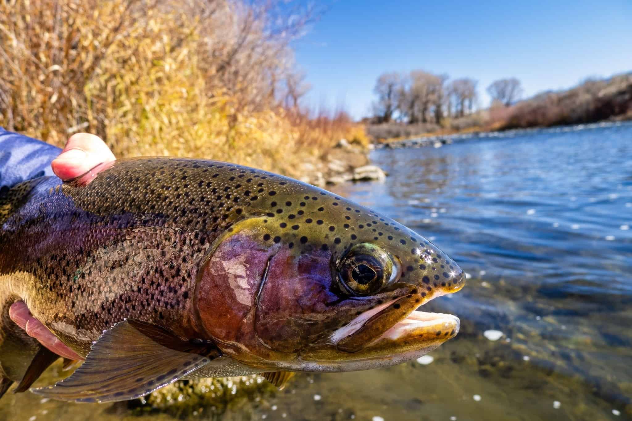 trout fishing without a fly rod