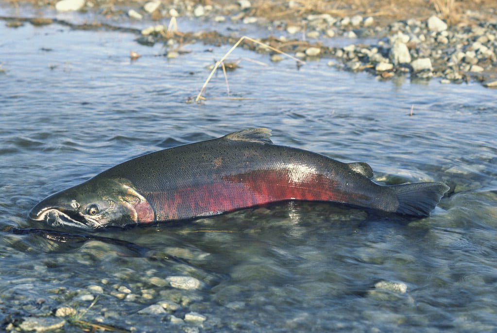 best time of day to fish for salmon