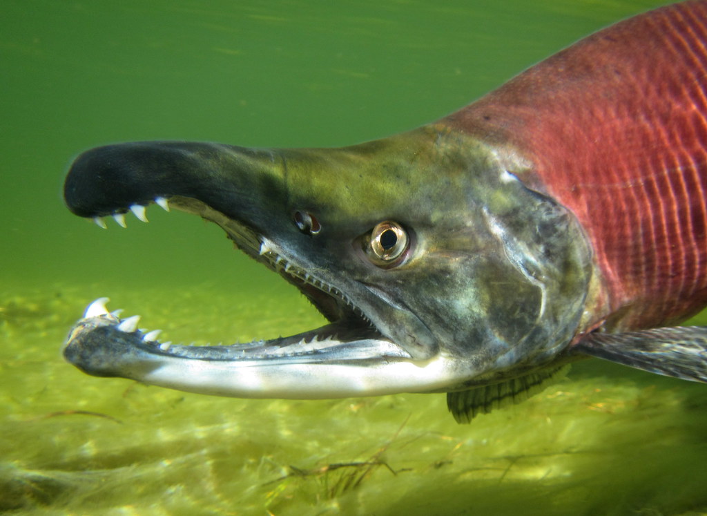 kokanee salmon