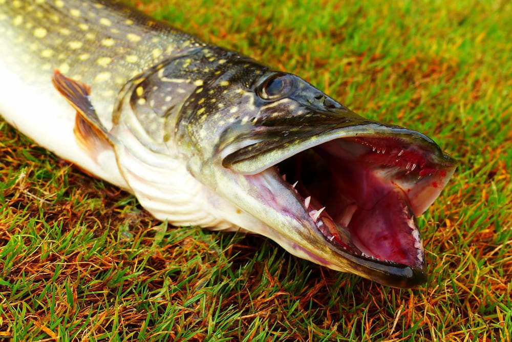 northern pike fishing tips