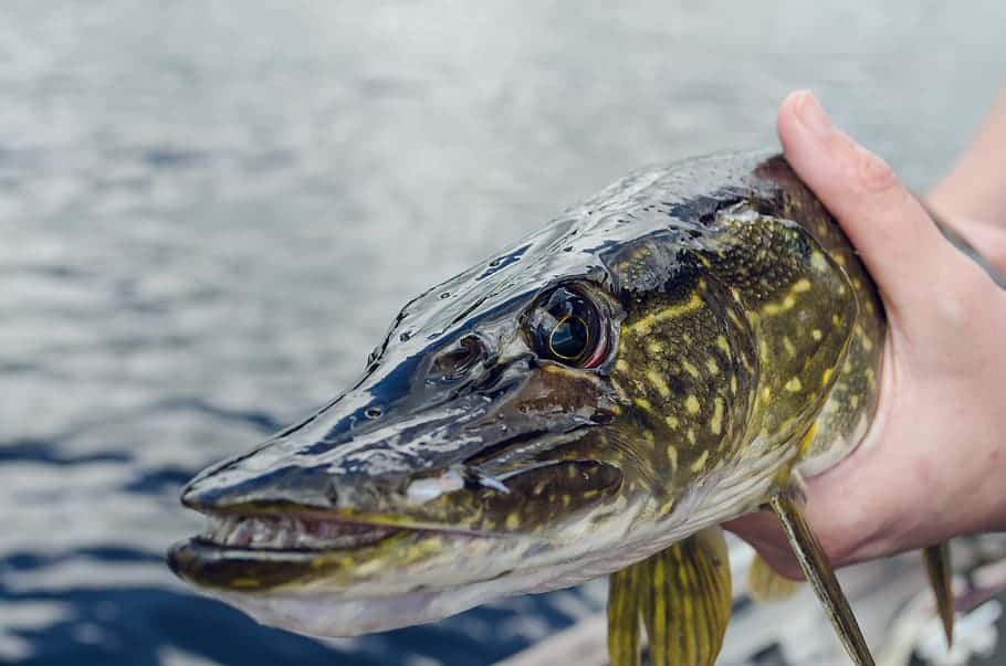 northern pike fishing tips