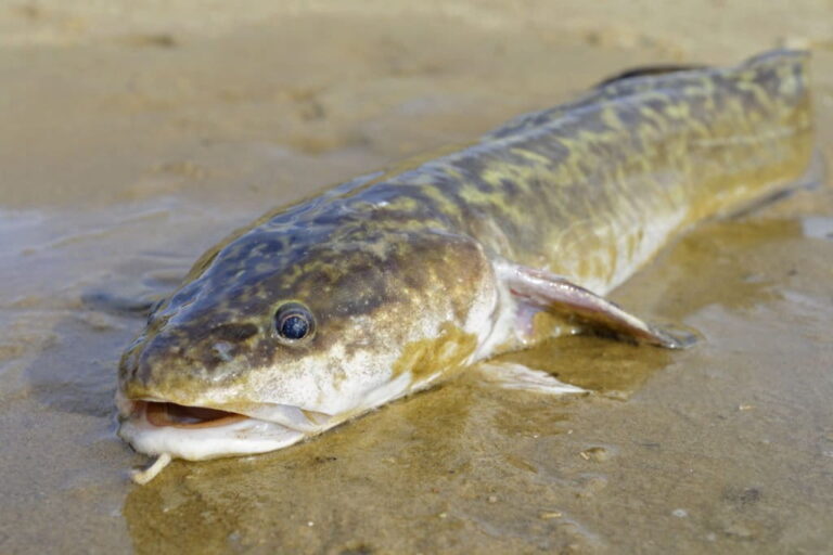 Can You Catch Burbot In The Summer? Here Is Everything You Need To Know