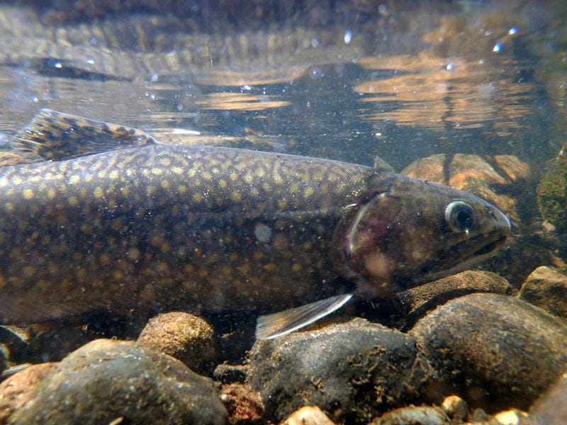 fly fishing for lake trout