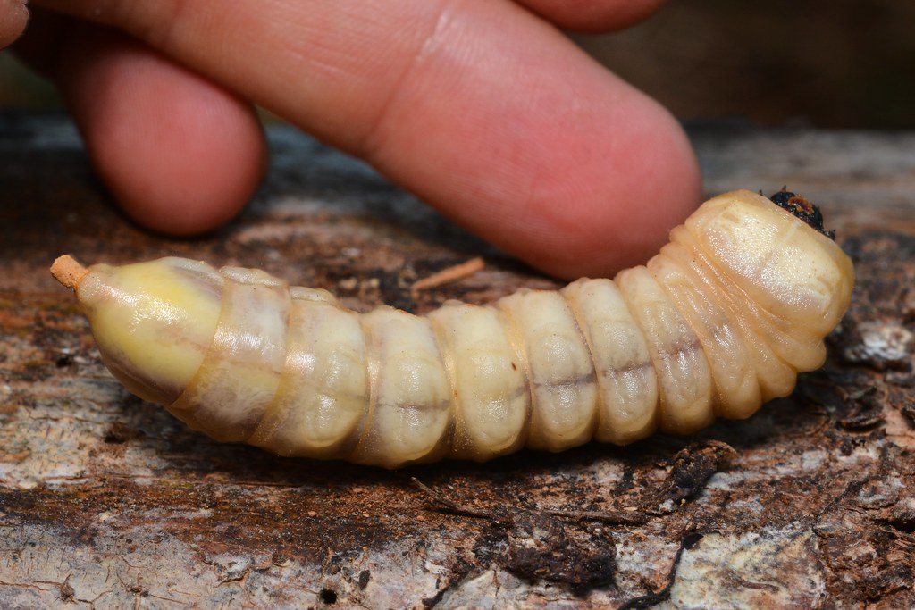 how long do wax worms last in fridge