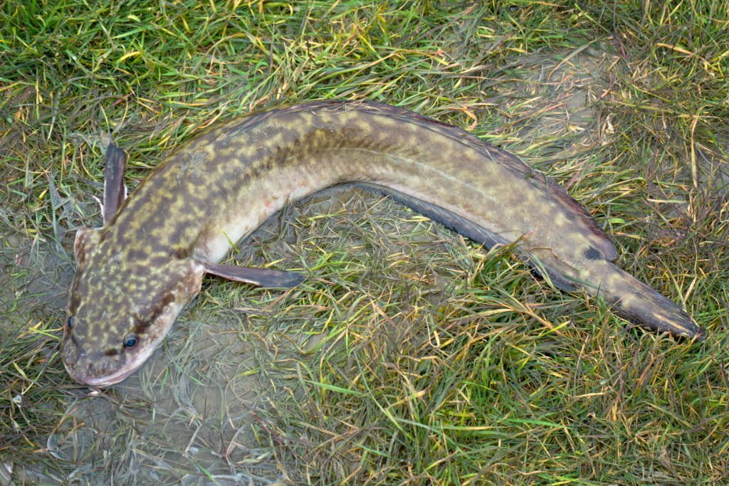 how to catch burbot from shore